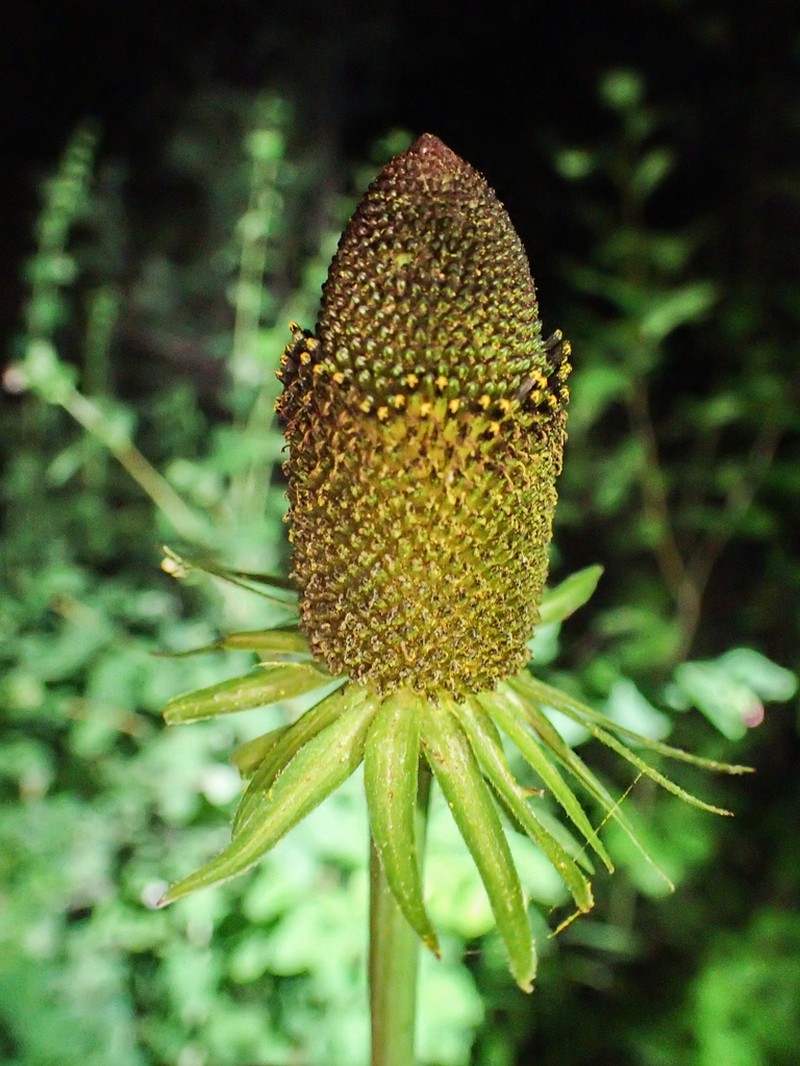 Showy Coneflower photo 6
