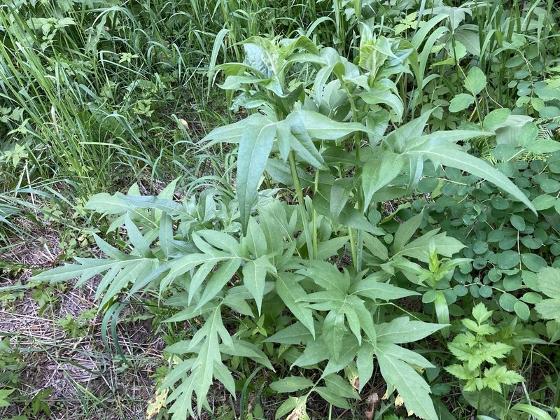 Showy Coneflower photo 7