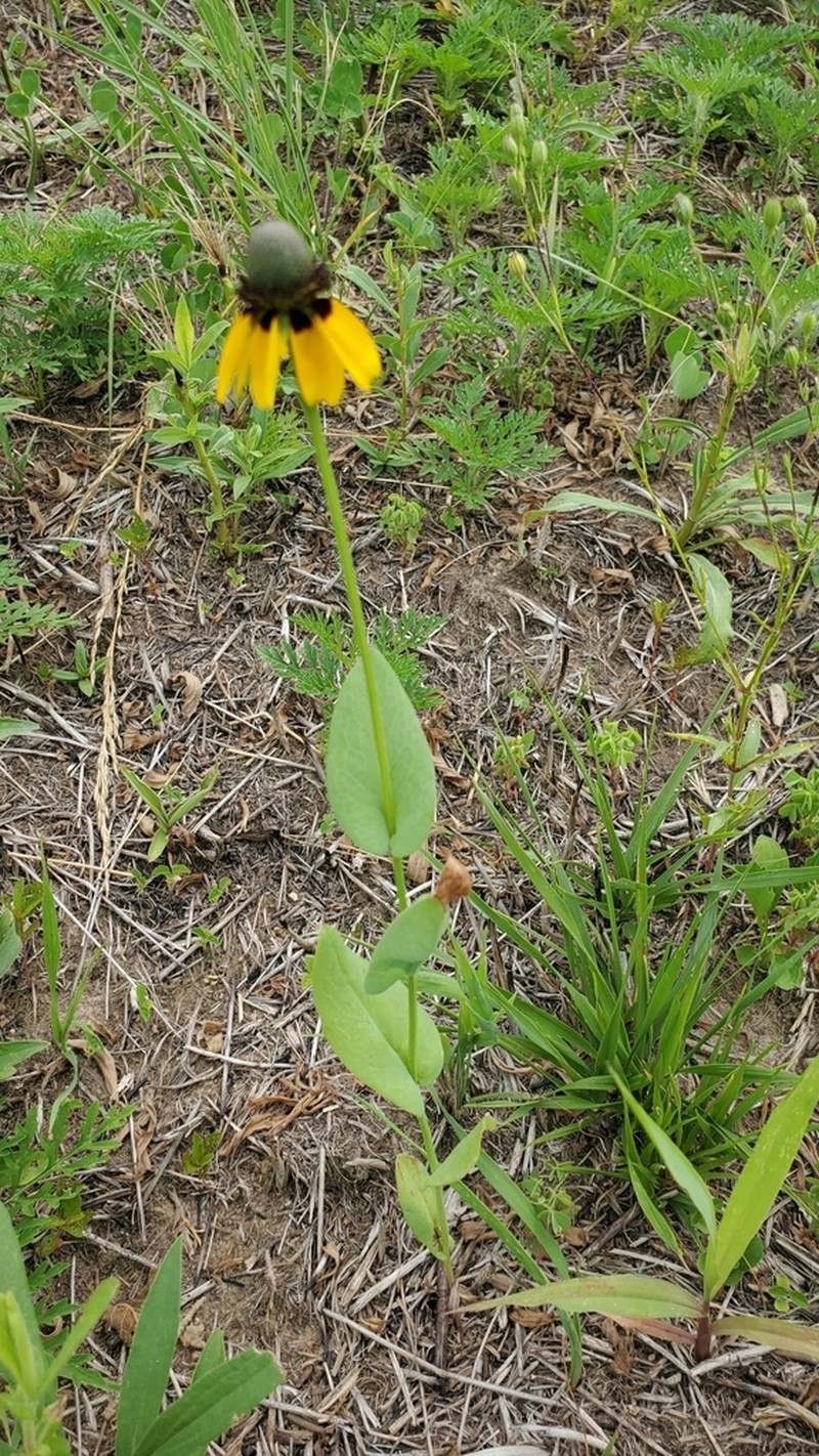Clasping Coneflower photo 3