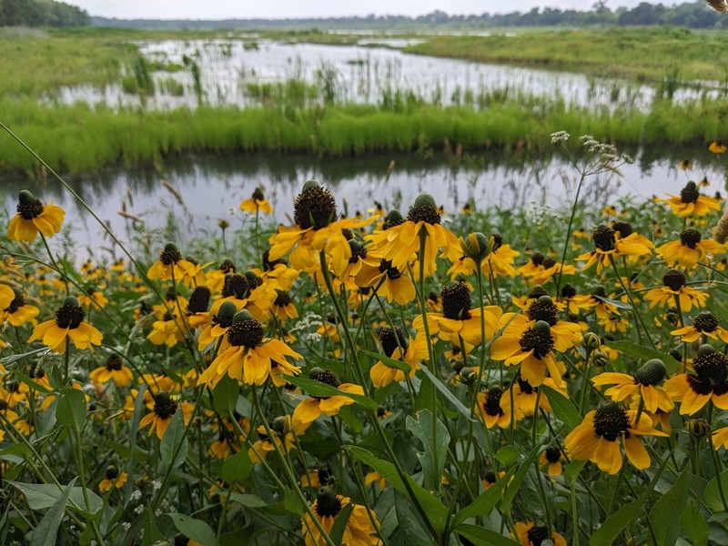 Clasping Coneflower photo 4