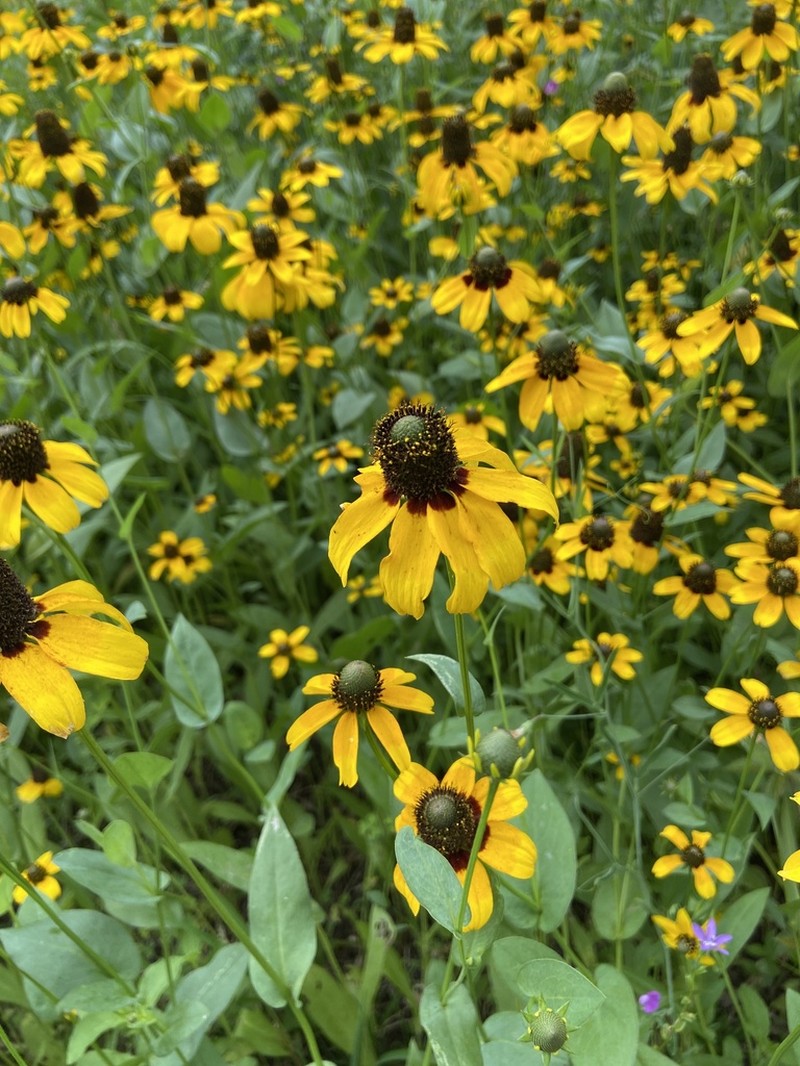 Clasping Coneflower photo 5