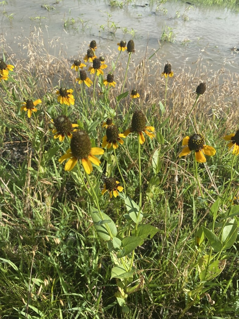 Clasping Coneflower photo 6