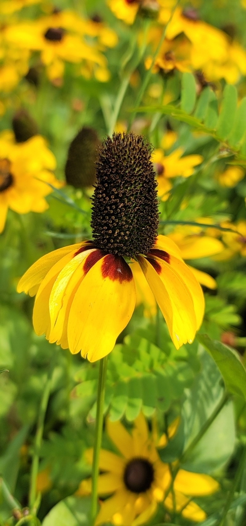 Clasping Coneflower photo 8