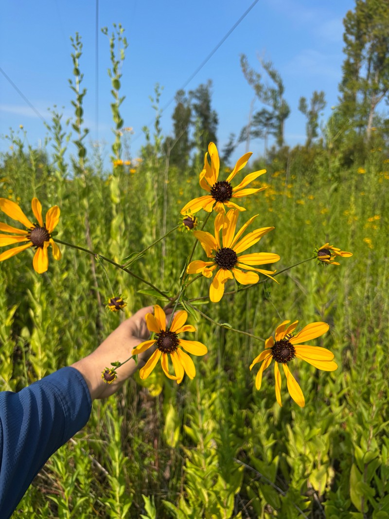 Eared Coneflower