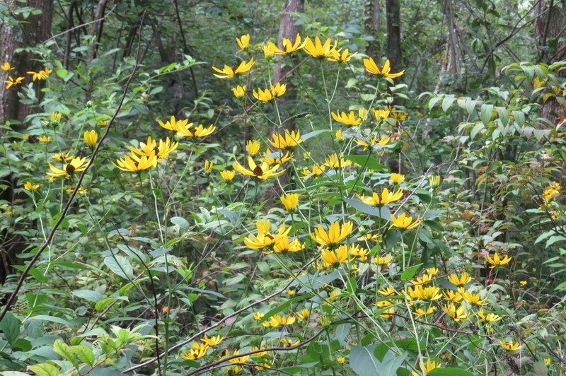Eared Coneflower photo 2