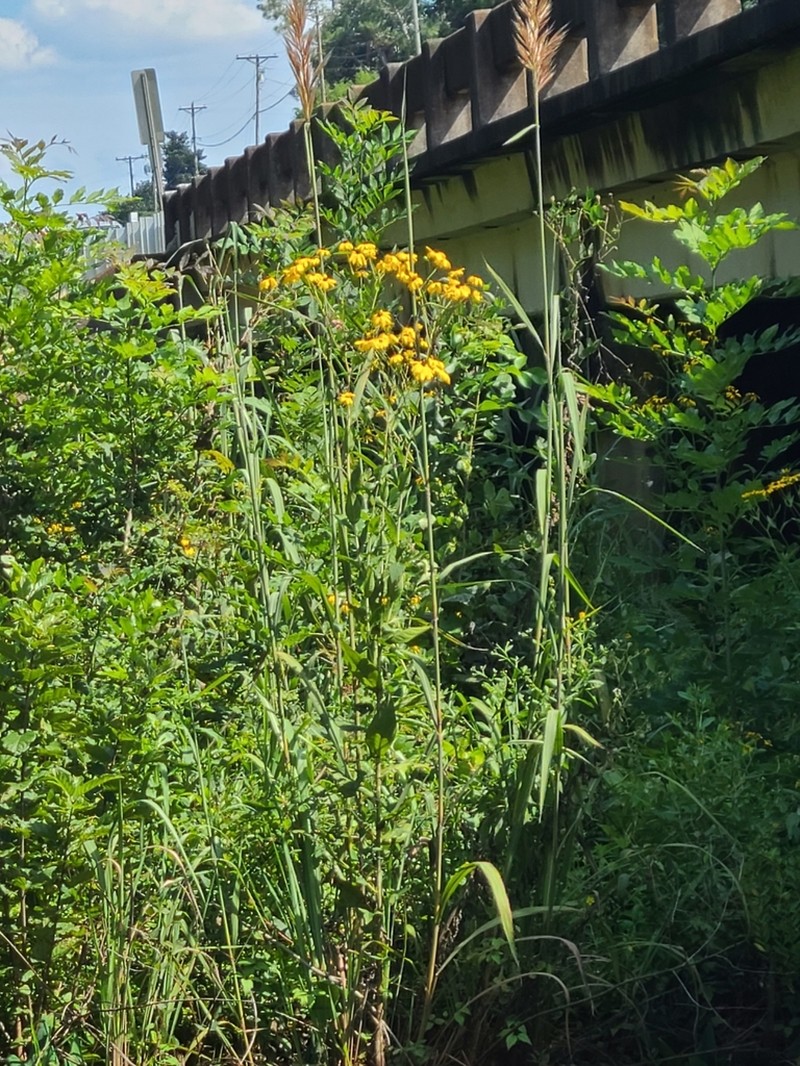 Eared Coneflower photo 3