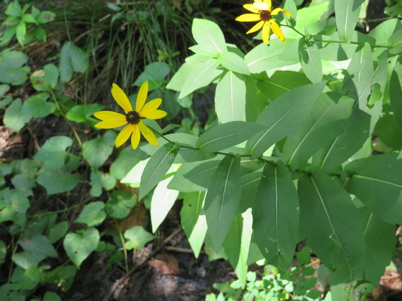 Eared Coneflower photo 4