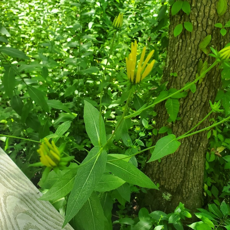 Eared Coneflower photo 5