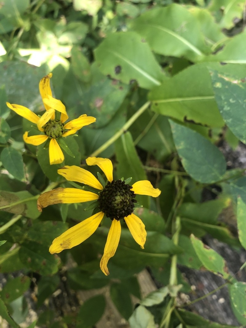 Eared Coneflower photo 7