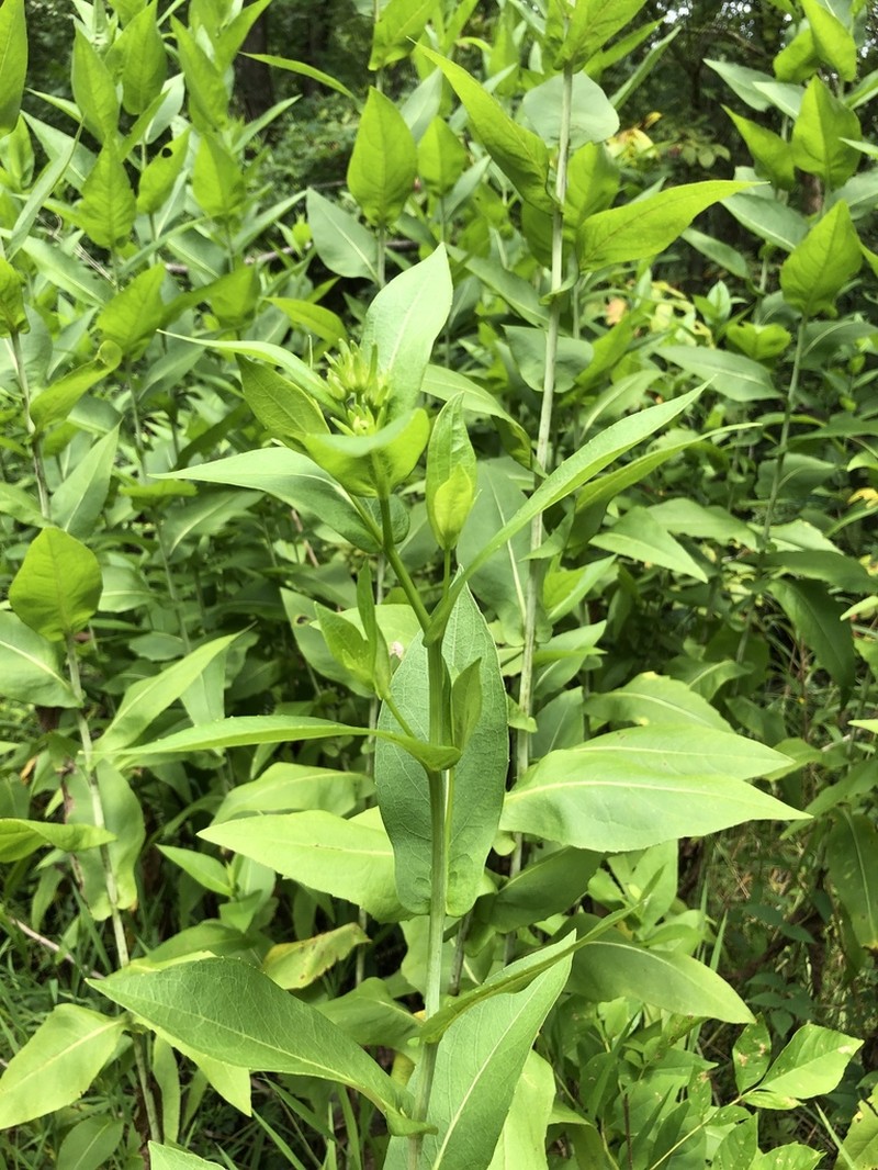 Eared Coneflower photo 8