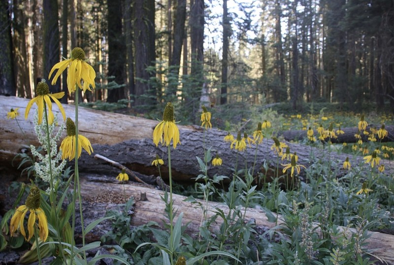 California Coneflower photo 2