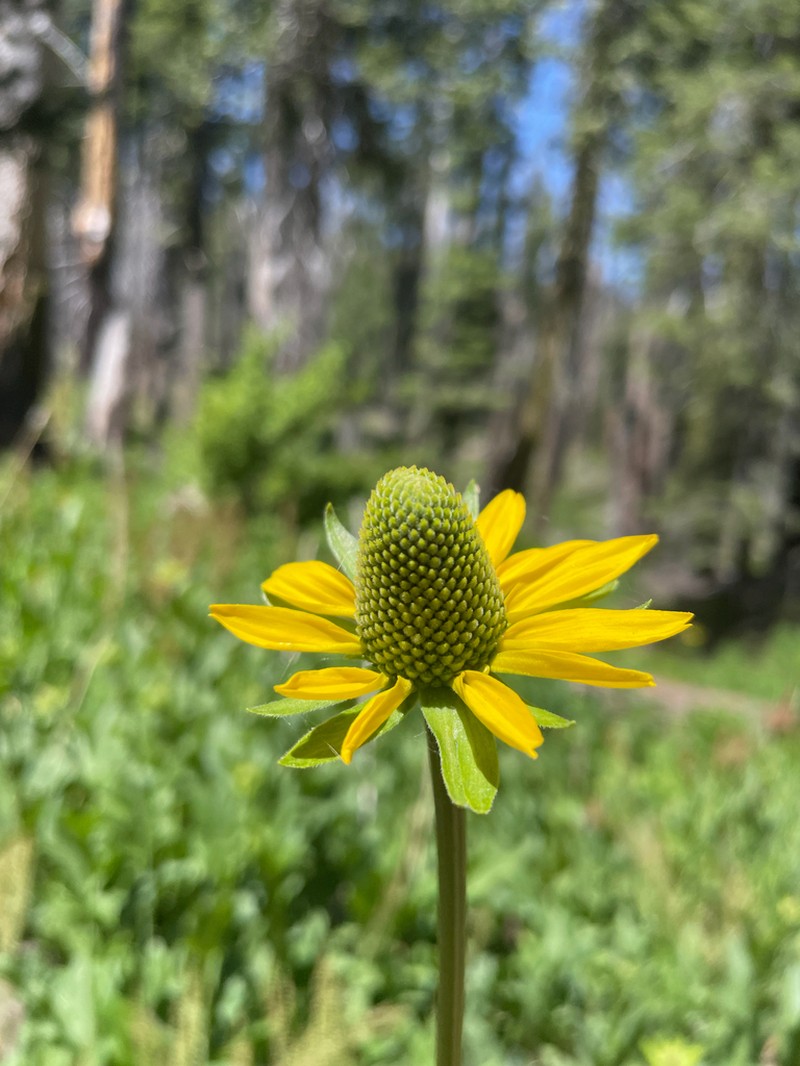 California Coneflower photo 3