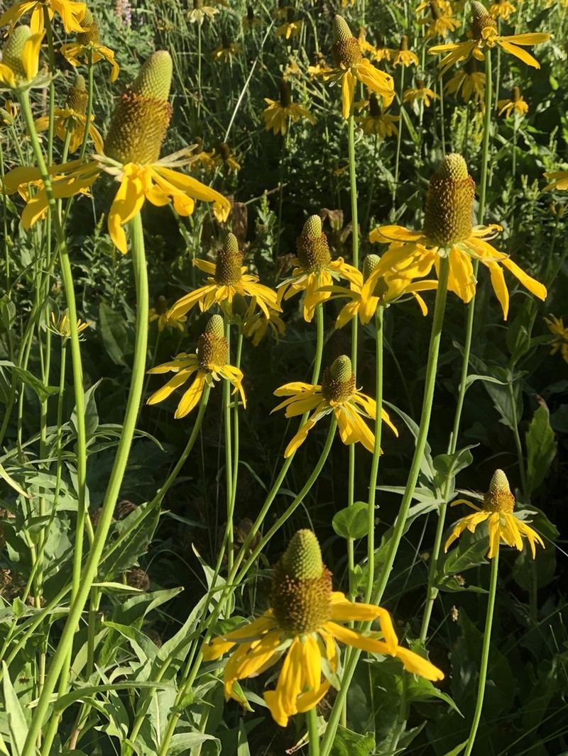 California Coneflower photo 4