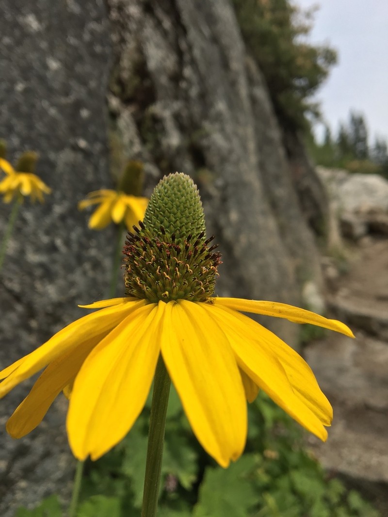 California Coneflower photo 5