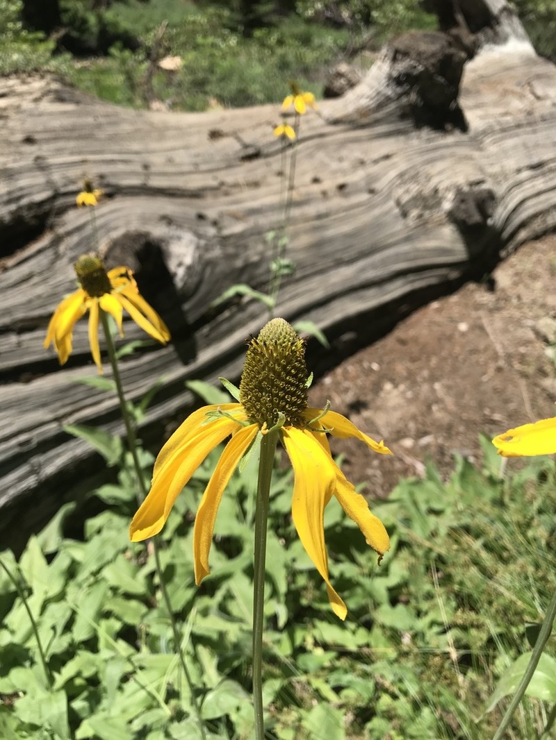 California Coneflower photo 6