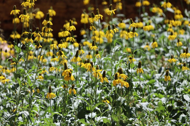 California Coneflower photo 7
