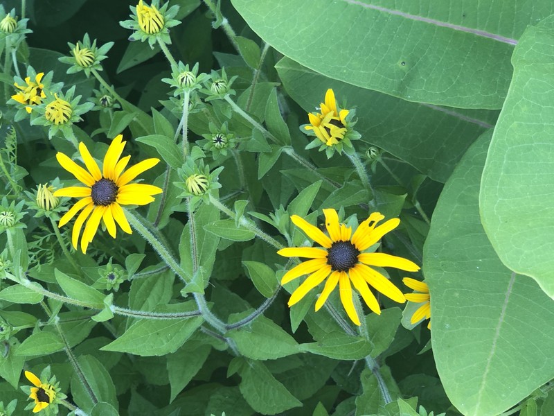 Rudbeckia deamii
