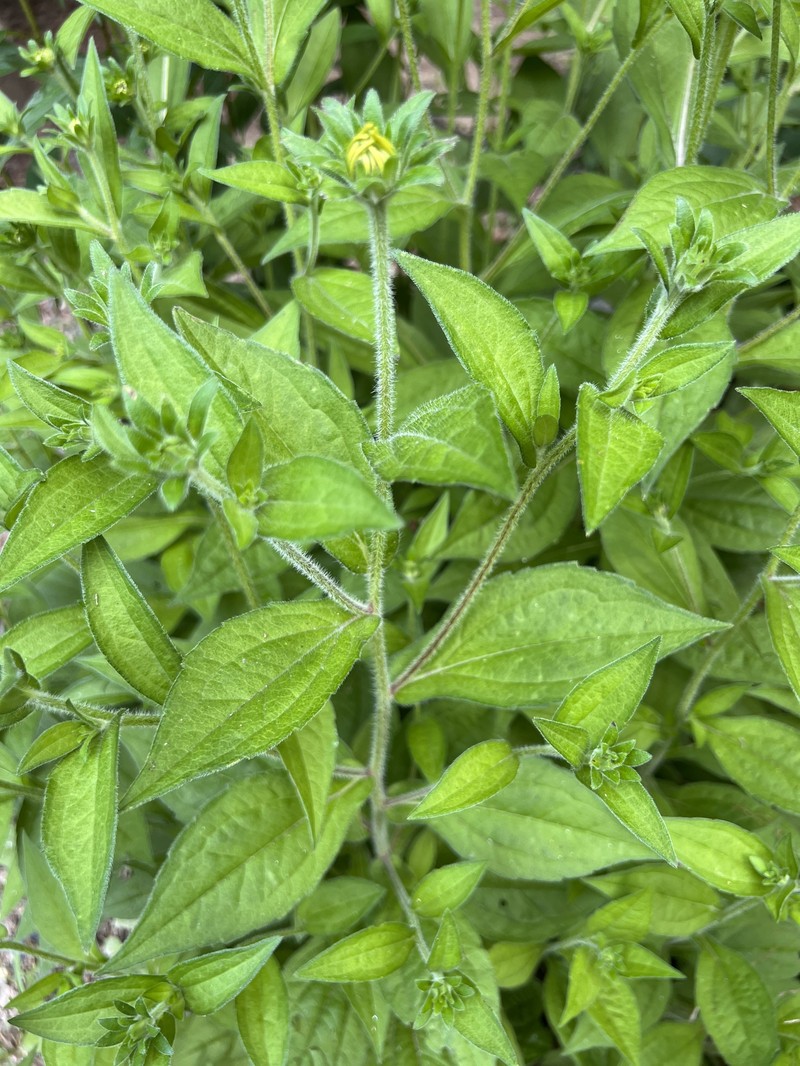 Rudbeckia deamii photo 2