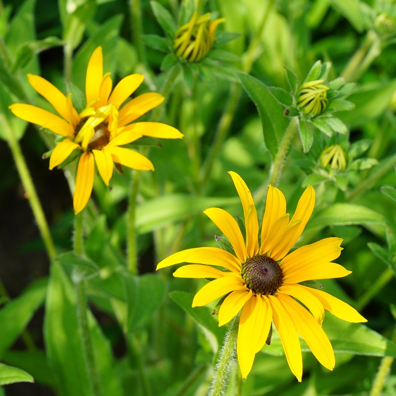 Rudbeckia deamii photo 3