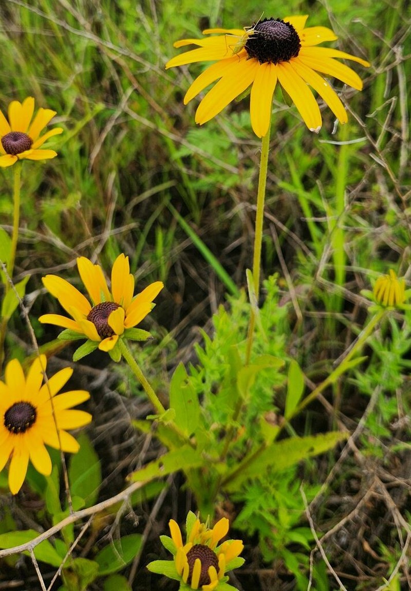Orange Coneflower photo 2