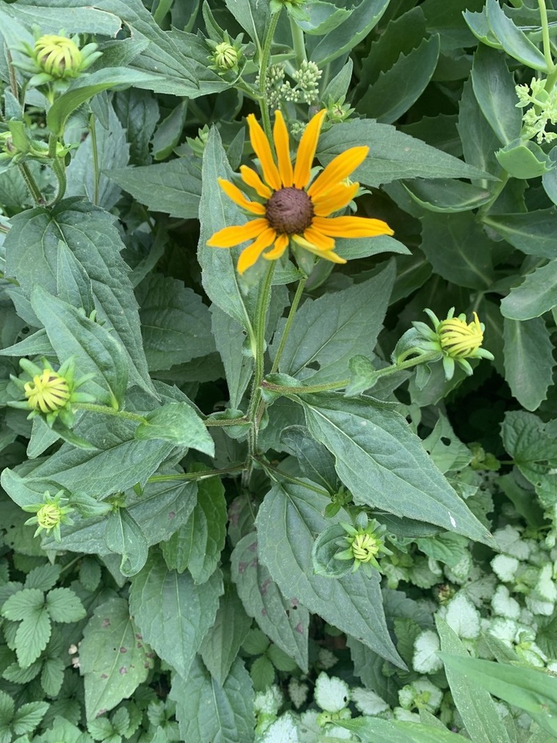 Orange Coneflower photo 3