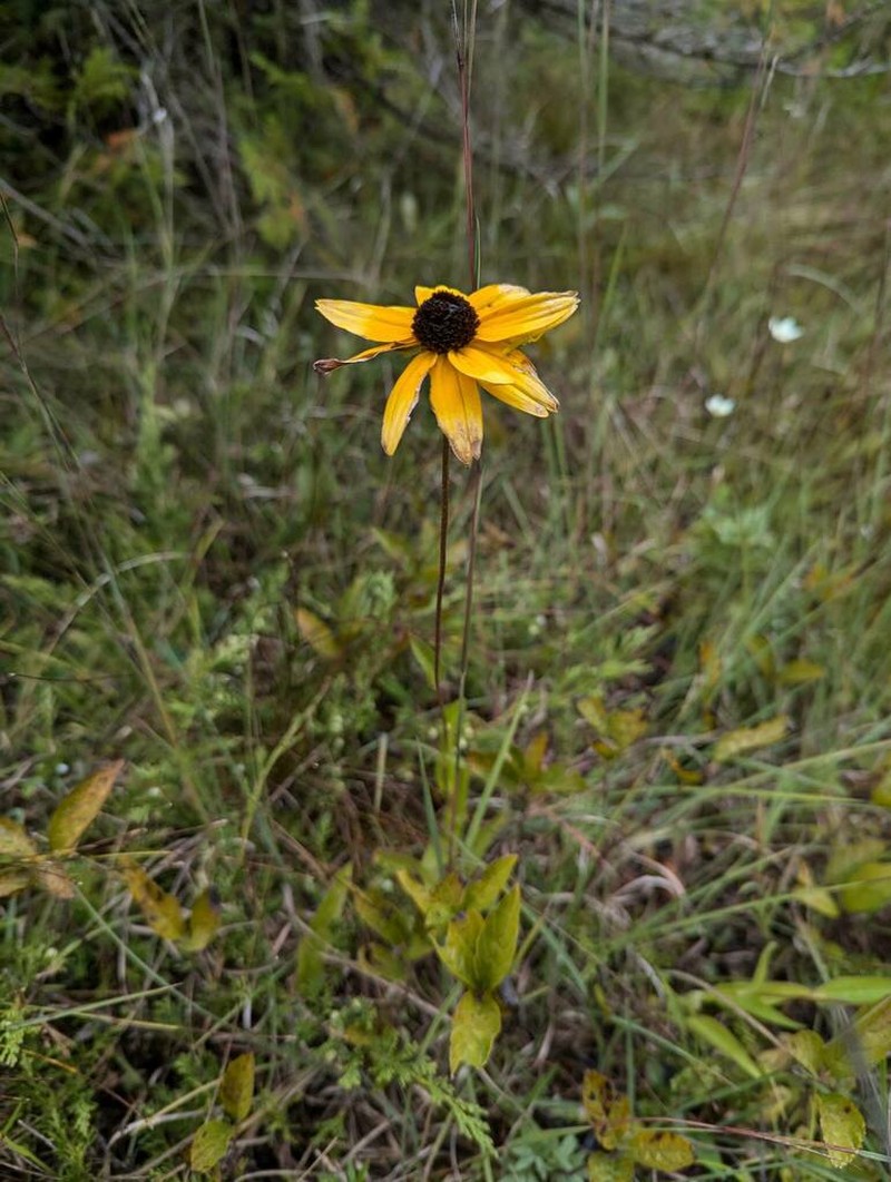 Orange Coneflower photo 4