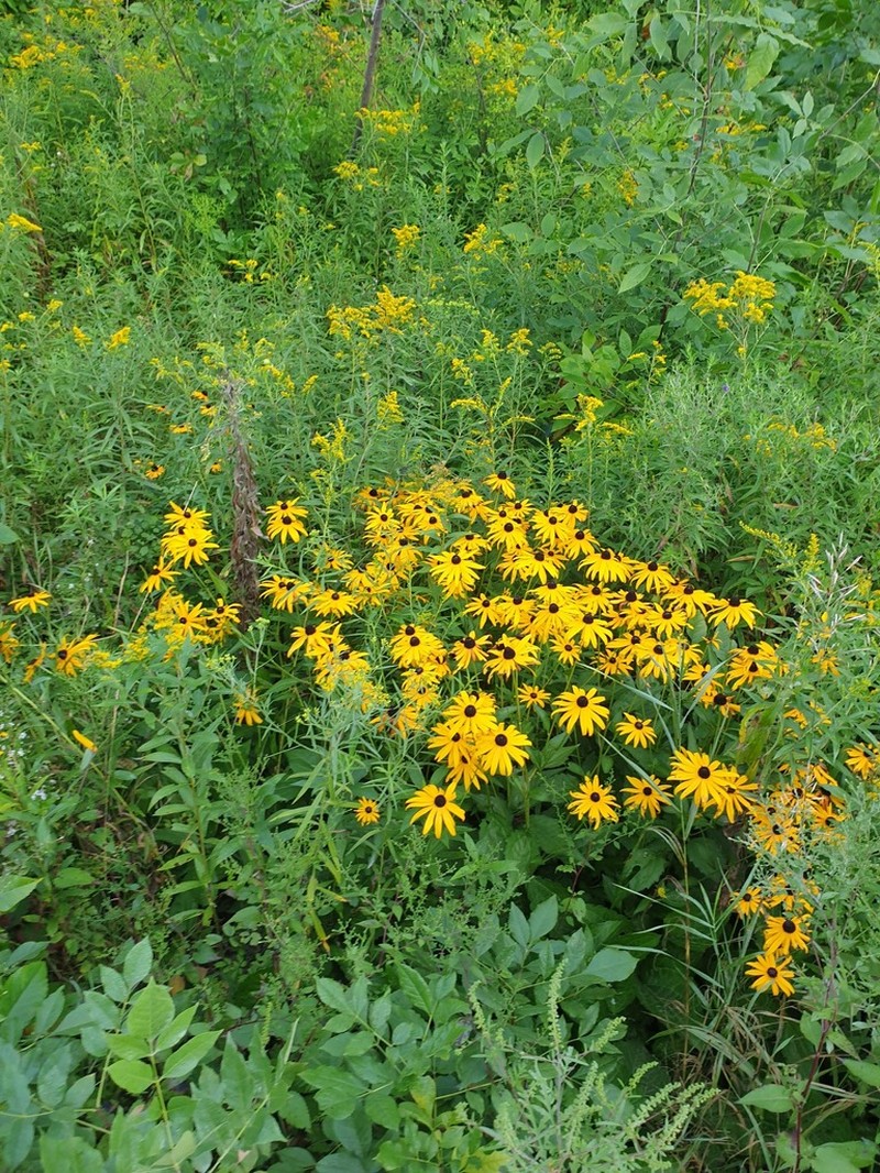 Orange Coneflower photo 5