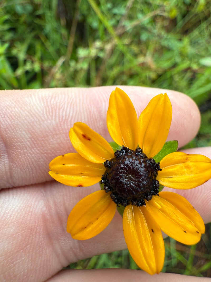 Orange Coneflower photo 6