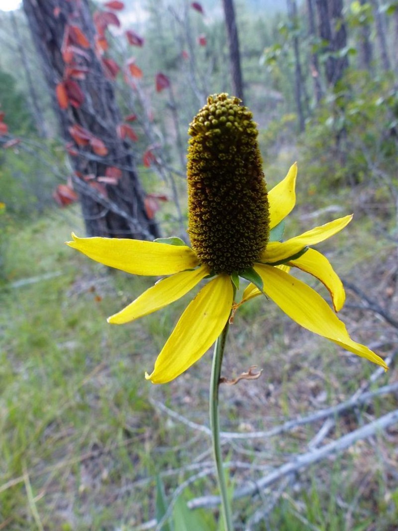 Waxy Coneflower