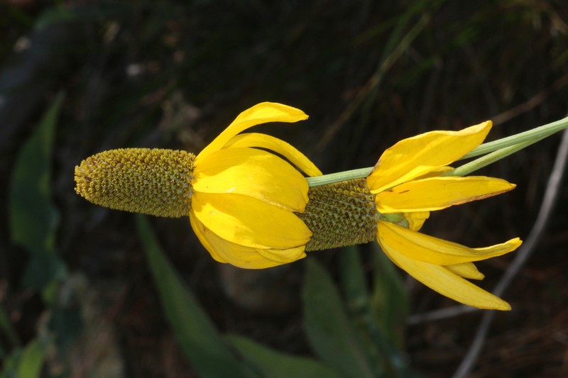 Waxy Coneflower photo 2