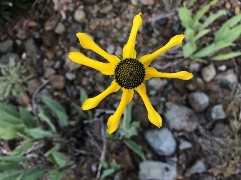 Waxy Coneflower photo 3