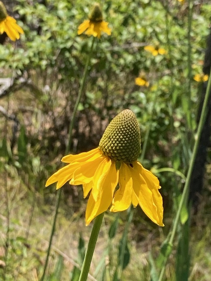 Waxy Coneflower photo 4