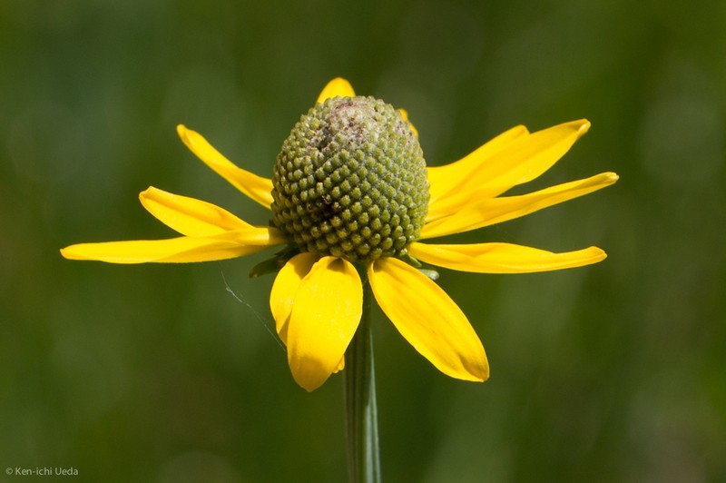 Waxy Coneflower photo 5