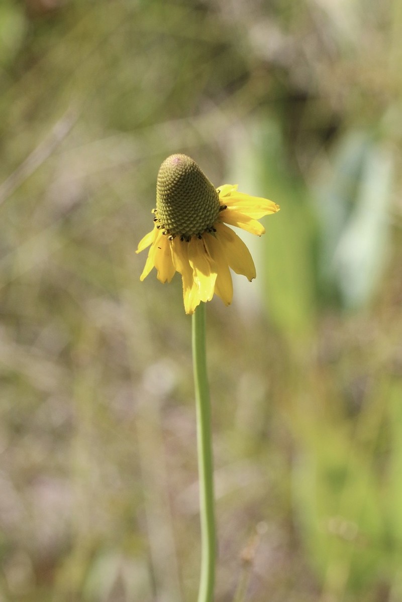 Waxy Coneflower photo 7