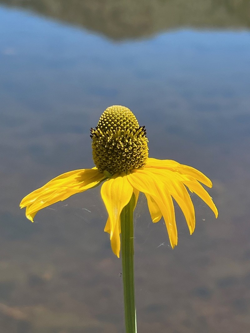 Waxy Coneflower photo 8
