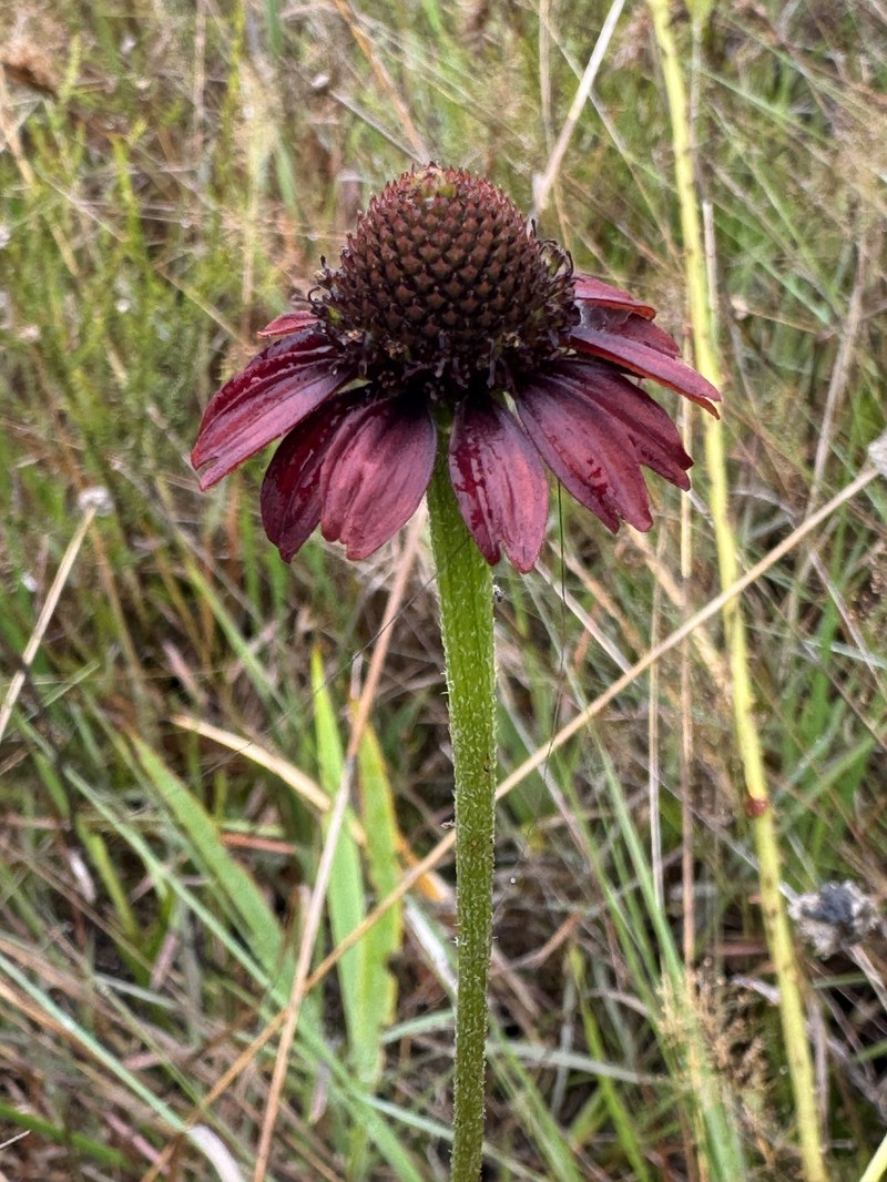 Grassleaf Coneflower