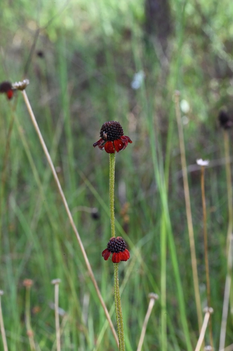 Grassleaf Coneflower photo 2