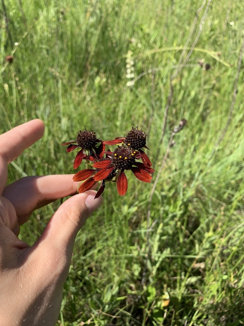 Grassleaf Coneflower photo 3