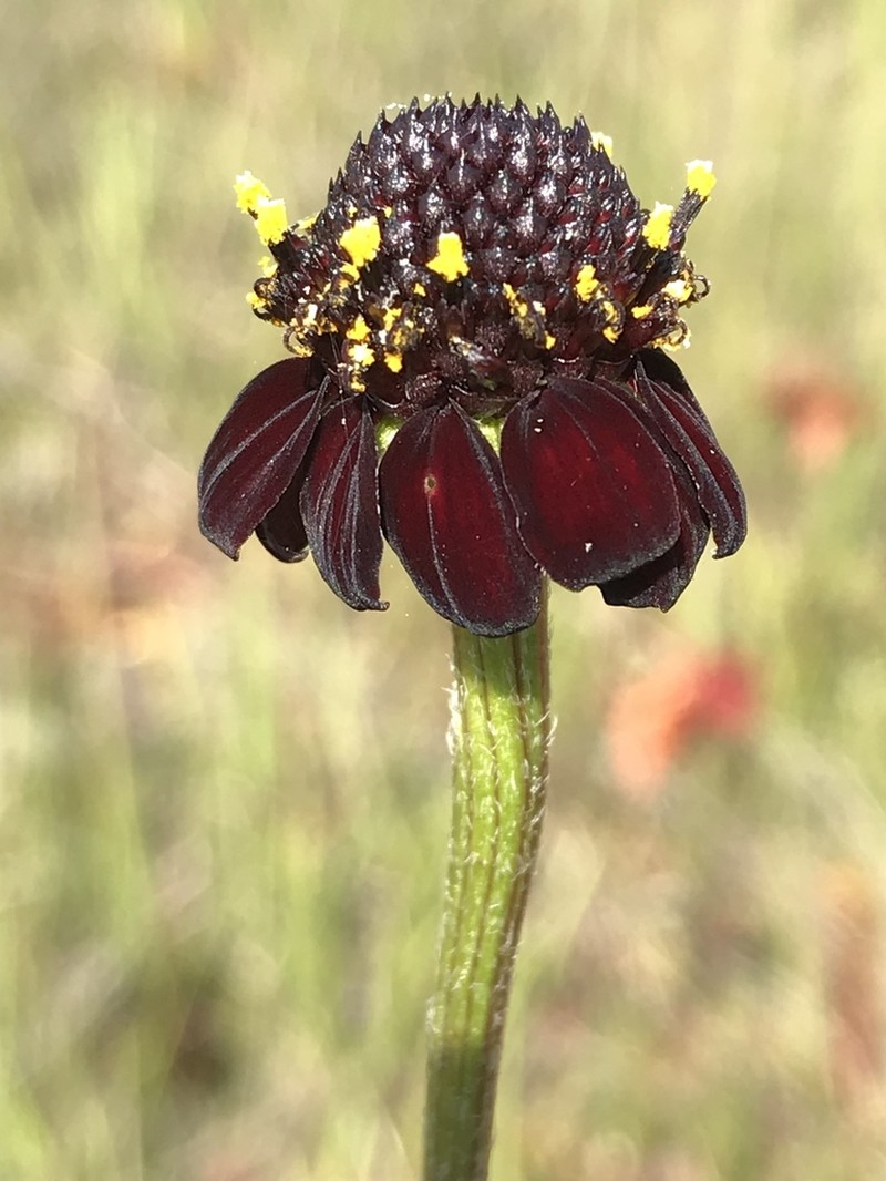 Grassleaf Coneflower photo 4