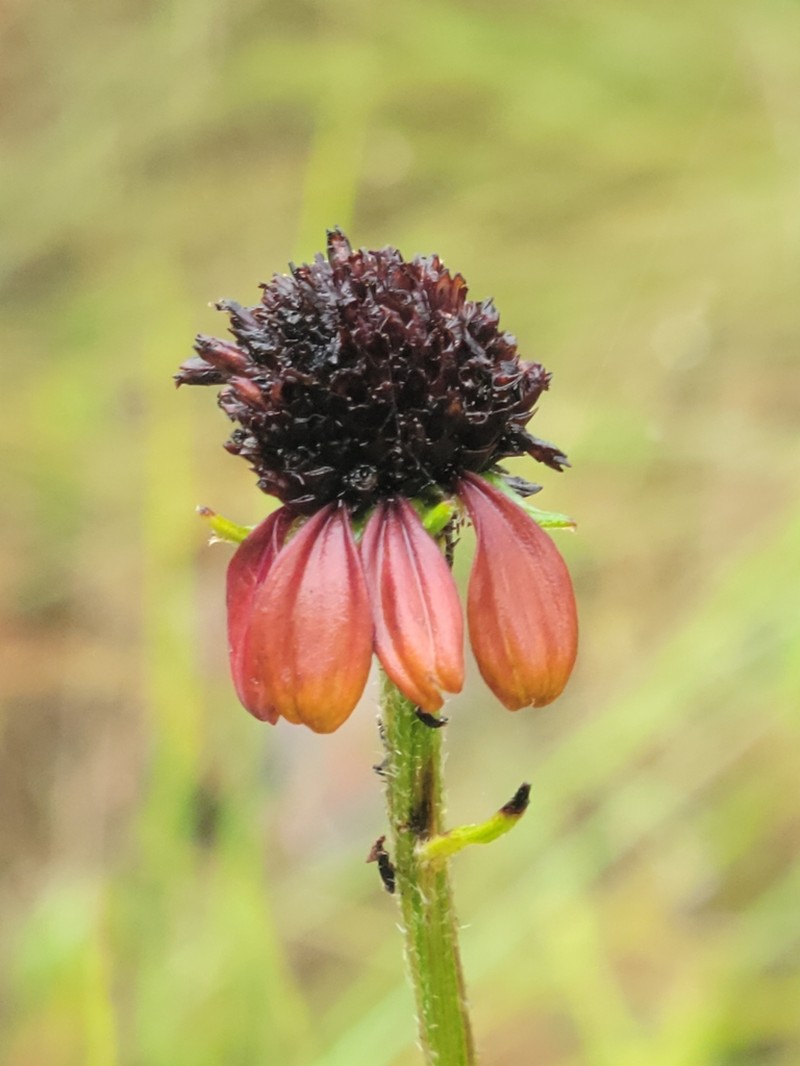 Grassleaf Coneflower photo 5