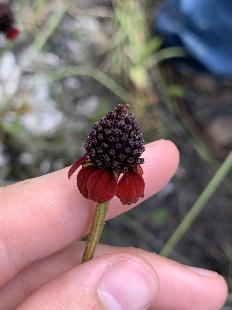 Grassleaf Coneflower photo 6