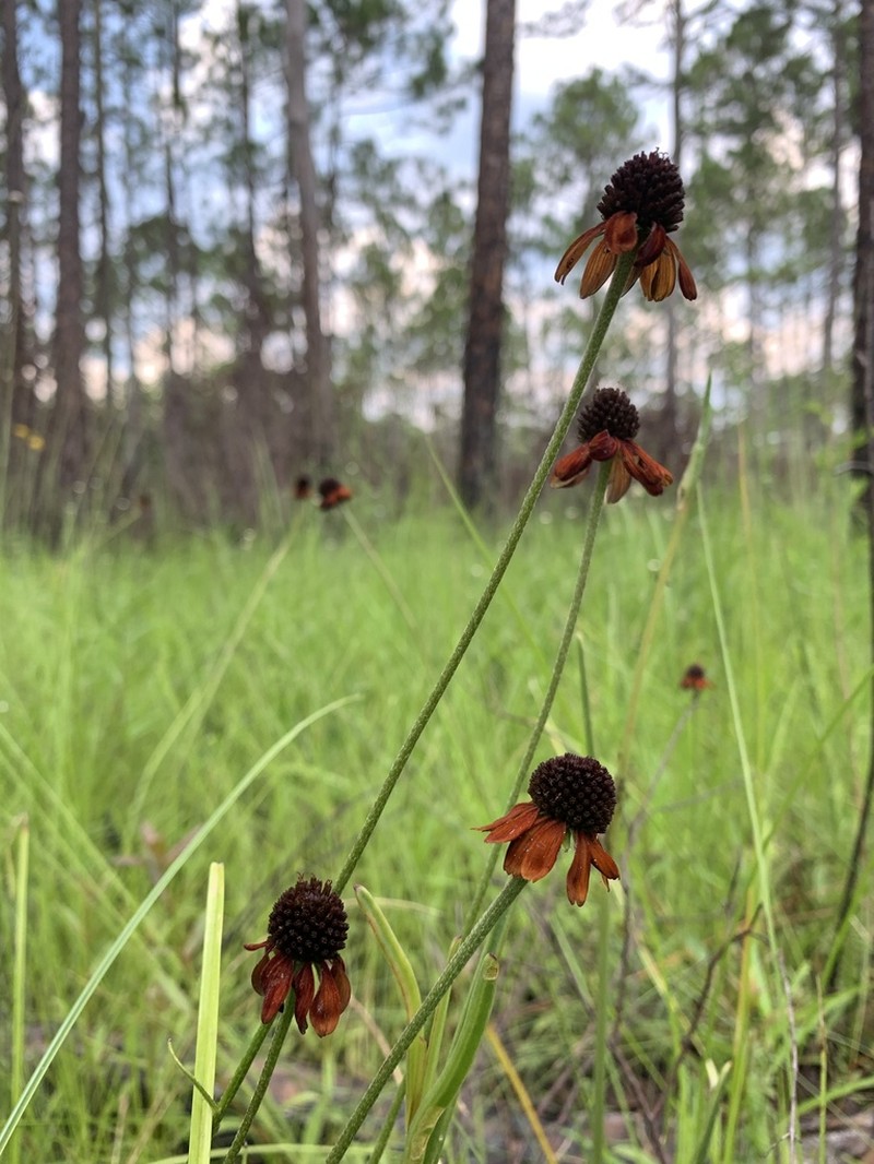 Grassleaf Coneflower photo 7
