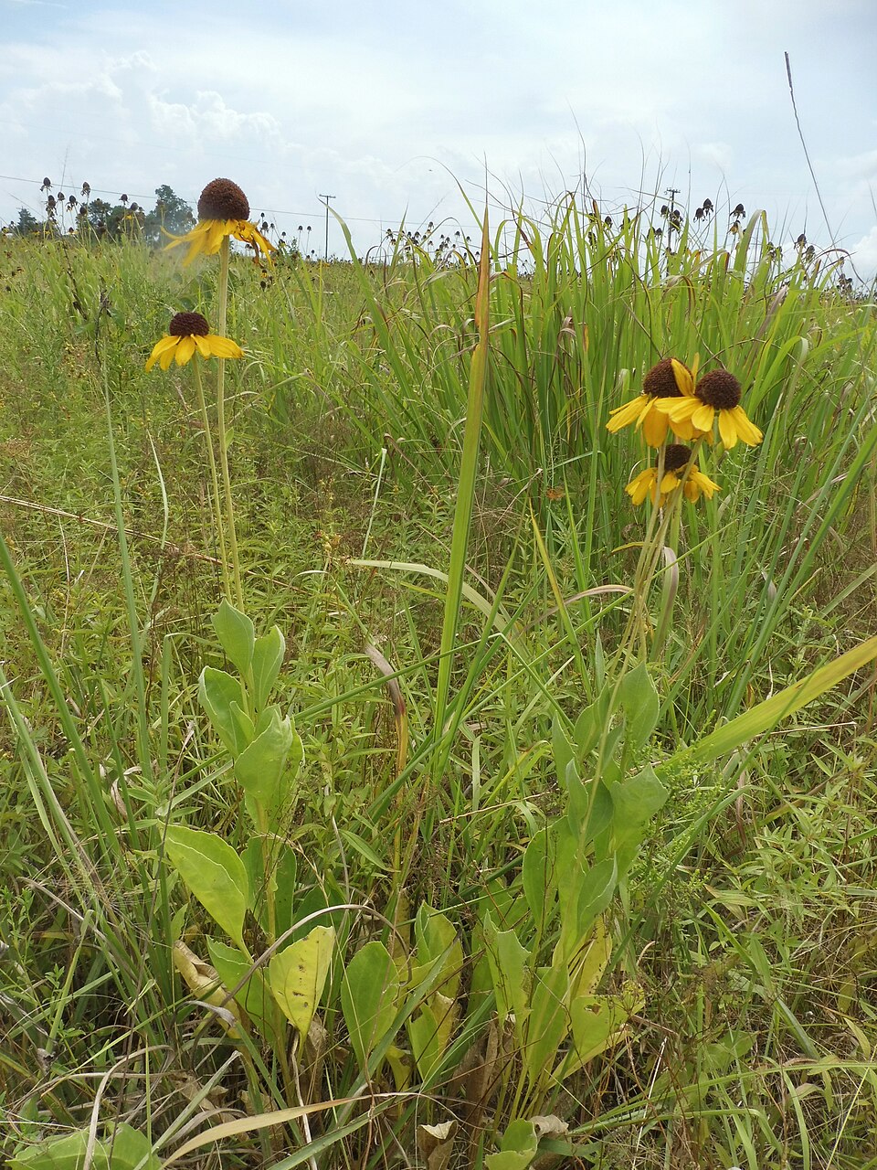 Rough Coneflower photo 2