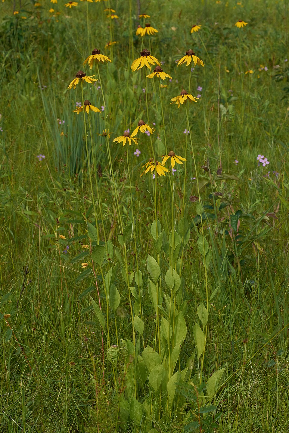 Rough Coneflower