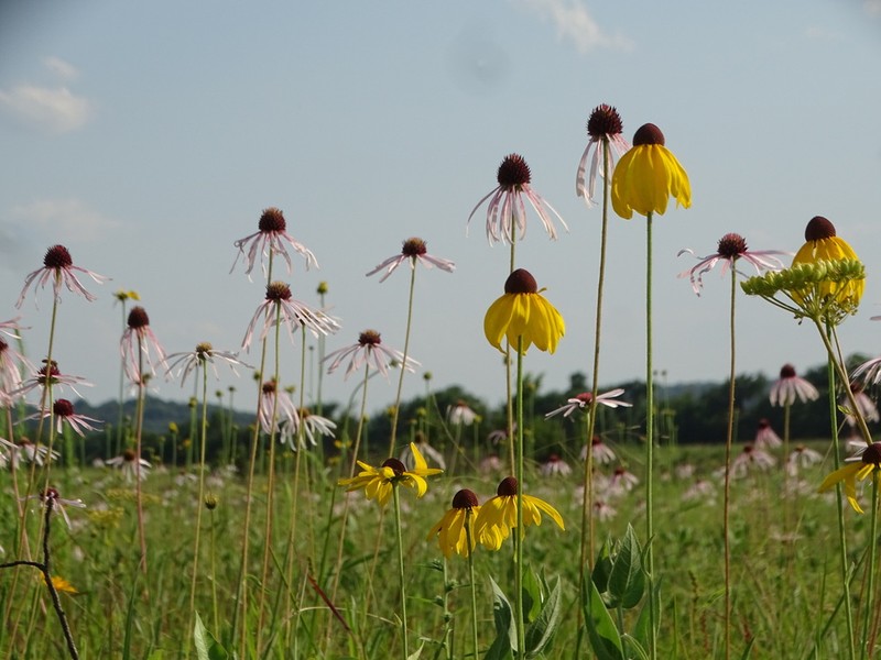 Rough Coneflower photo 3