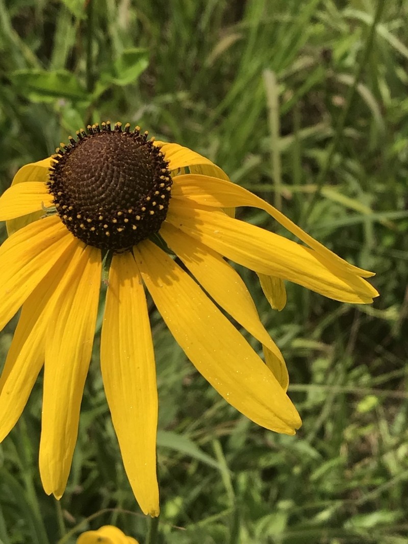 Rough Coneflower photo 4
