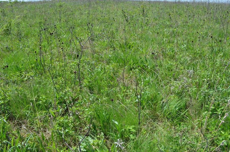 Rough Coneflower photo 5
