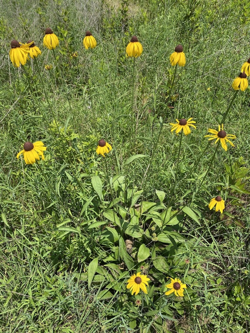Rough Coneflower photo 6