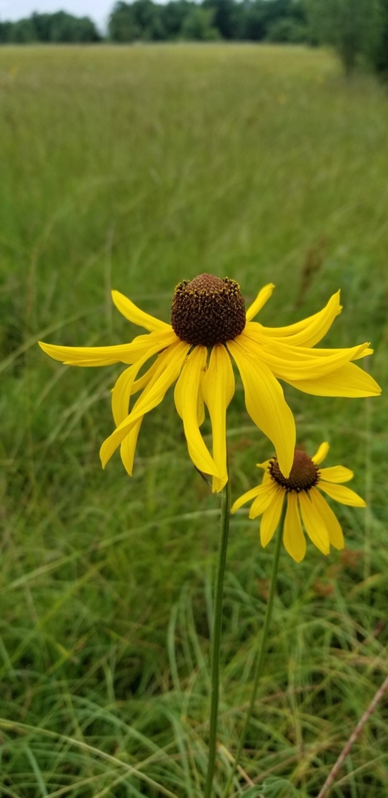 Rough Coneflower photo 7