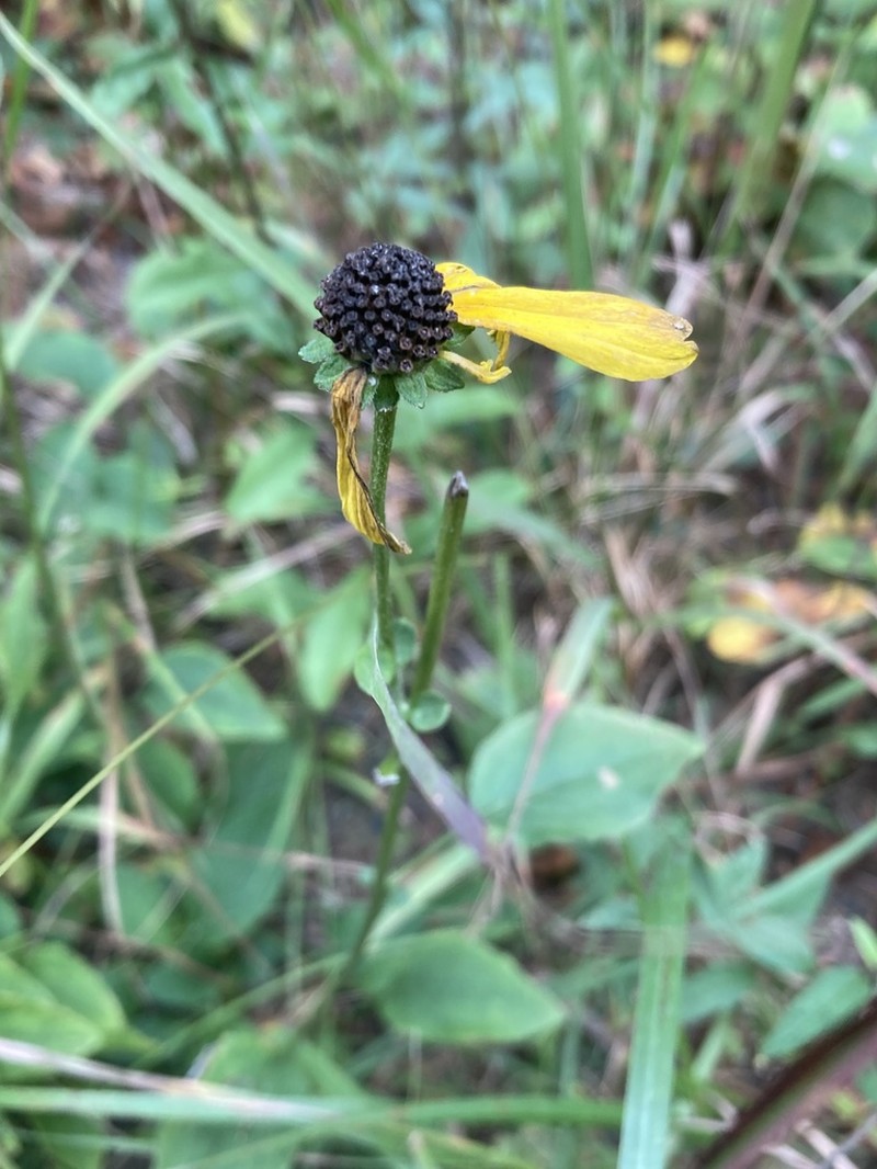 Sunfacing Coneflower photo 2